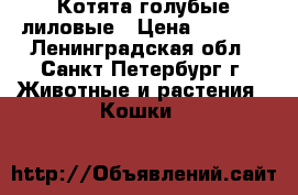 Котята голубые лиловые › Цена ­ 6 000 - Ленинградская обл., Санкт-Петербург г. Животные и растения » Кошки   